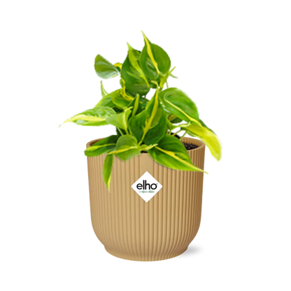 Philodendron klimmen 'Brazilië' in Elho Vibes Fold 14cm Geel