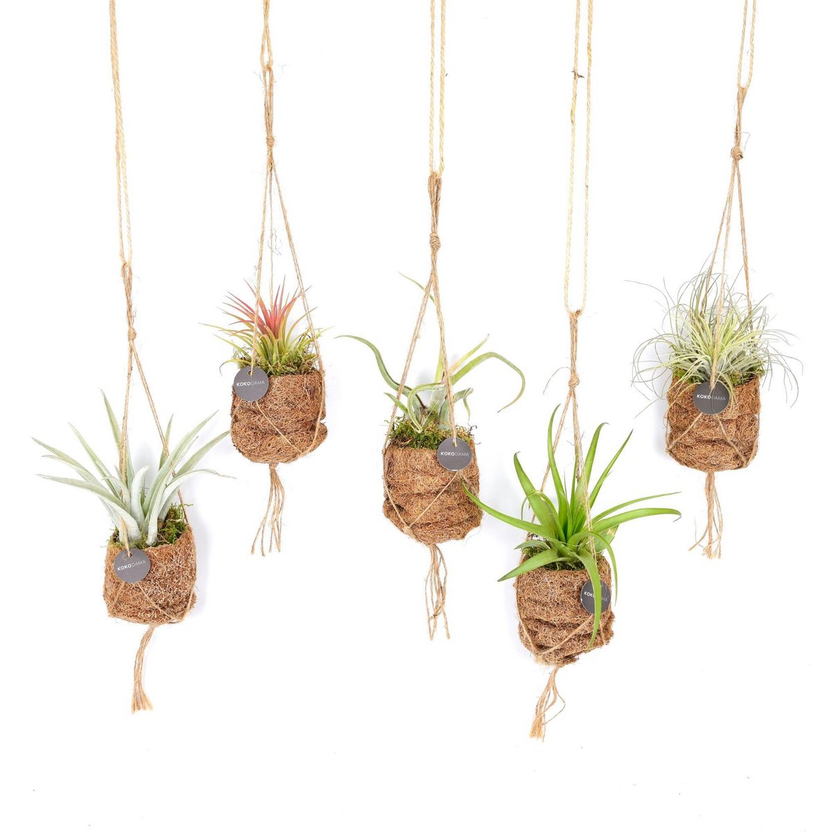 Kokodama Vogelnest Tillandsia Mix 8 Stuks 7 Cm Diameter