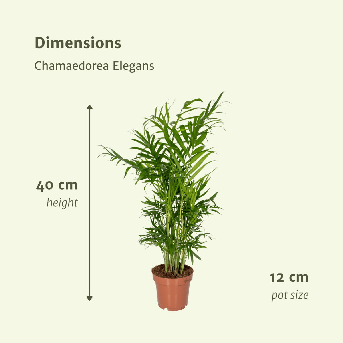 Chamaedorea Elegans (Parlor Palm) - 2 pieces - Ø12cm - ↕40cm