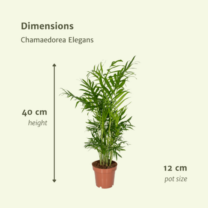 Chamaedorea Elegans (Parlor Palm) - 2 pieces - Ø12cm - ↕40cm