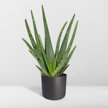 Aloë vera - Ø12 - ↨40cm