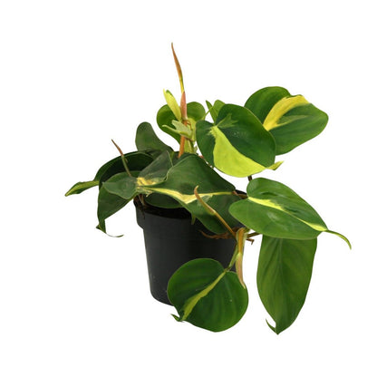 Lophospermum brasil klimmen - Ø12cm - ↕20cm