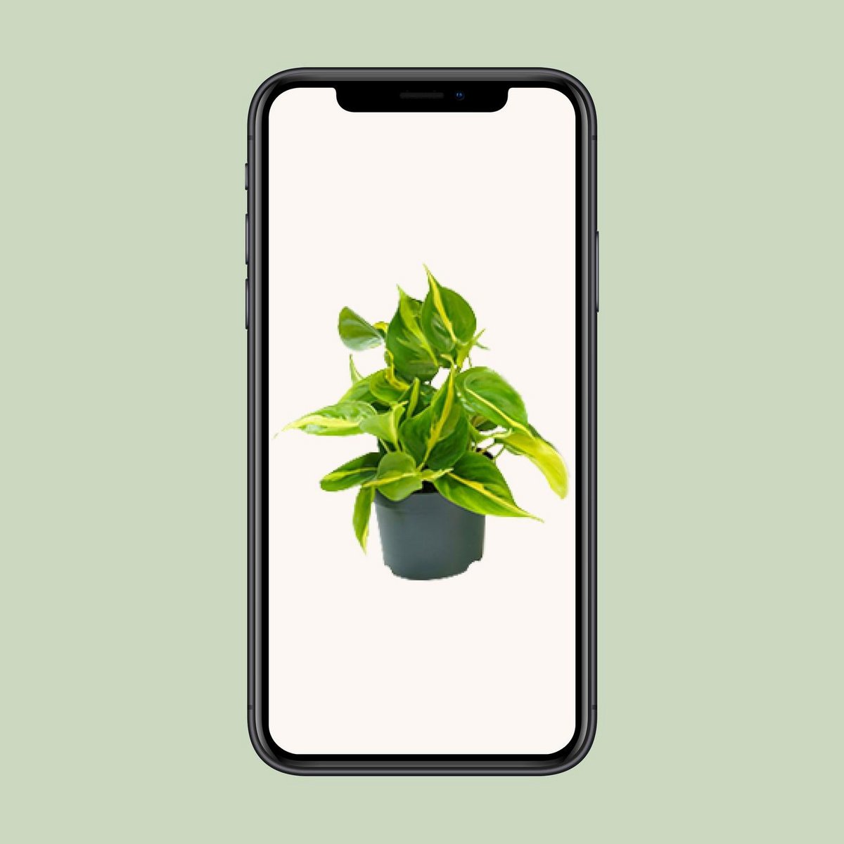 Philodendron klimplant Ø12cm ↕15cm