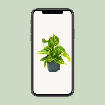Philodendron klimplant Ø12cm ↕15cm
