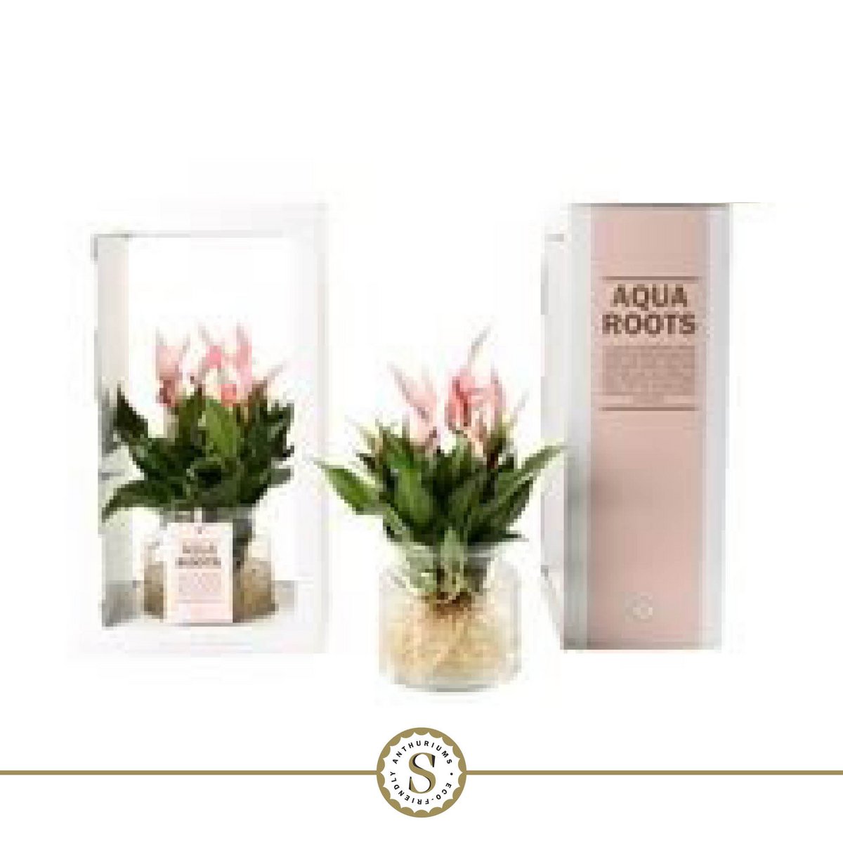 Anthurium Aqua Roots Lilli plant met zichtbare wortels in glazen pot