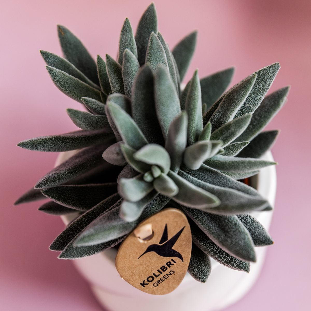 Crassula Tarantula succulent Ø6 cm
