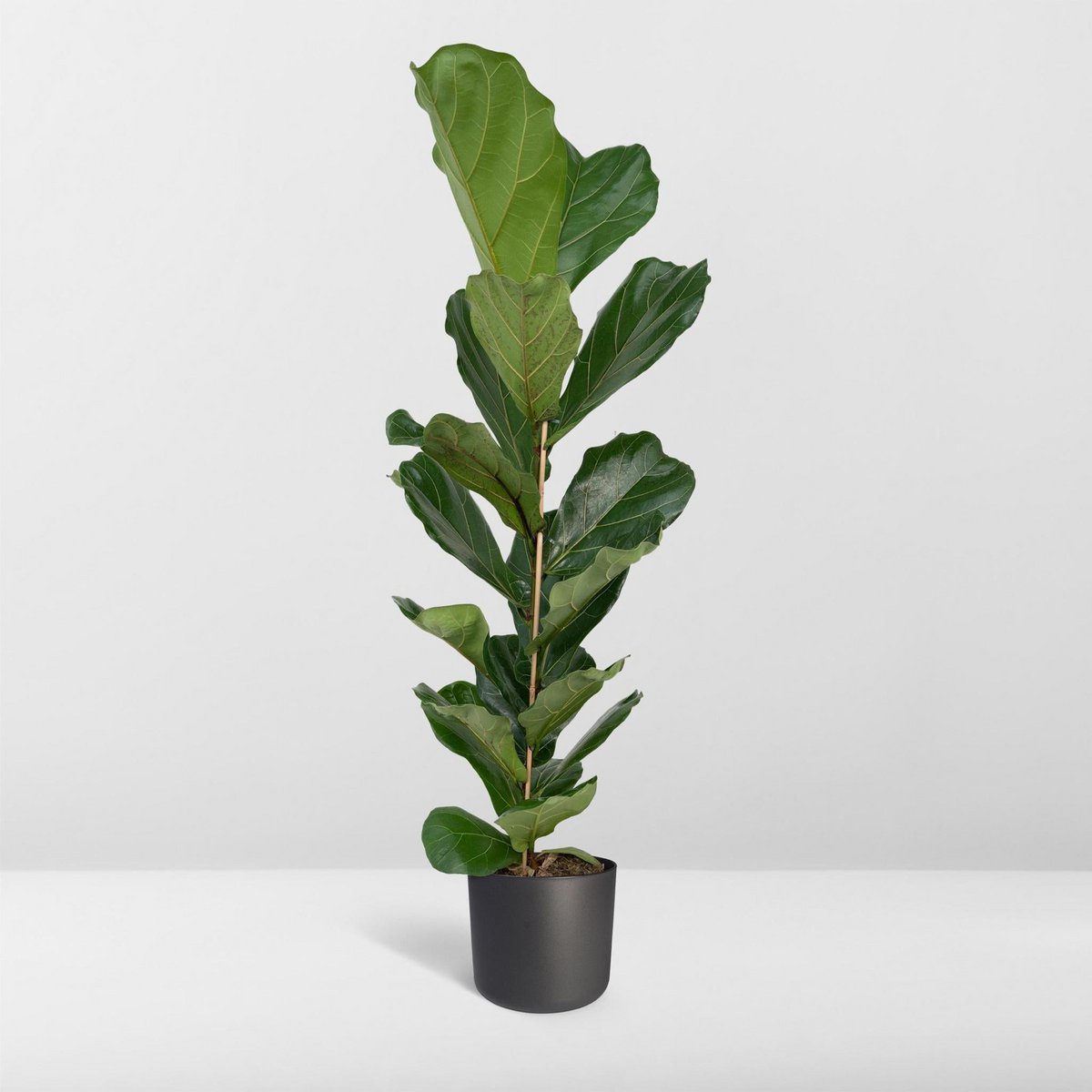Fiddle-Leaf Fig - Rubber Plant - Ø21cm - ↕100cm