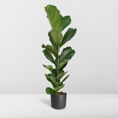 Fiddle-Leaf Fig - Rubber Plant - Ø21cm - ↕100cm