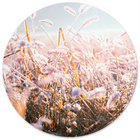 Muurcirkel winter morning flower 60 cm Dibond