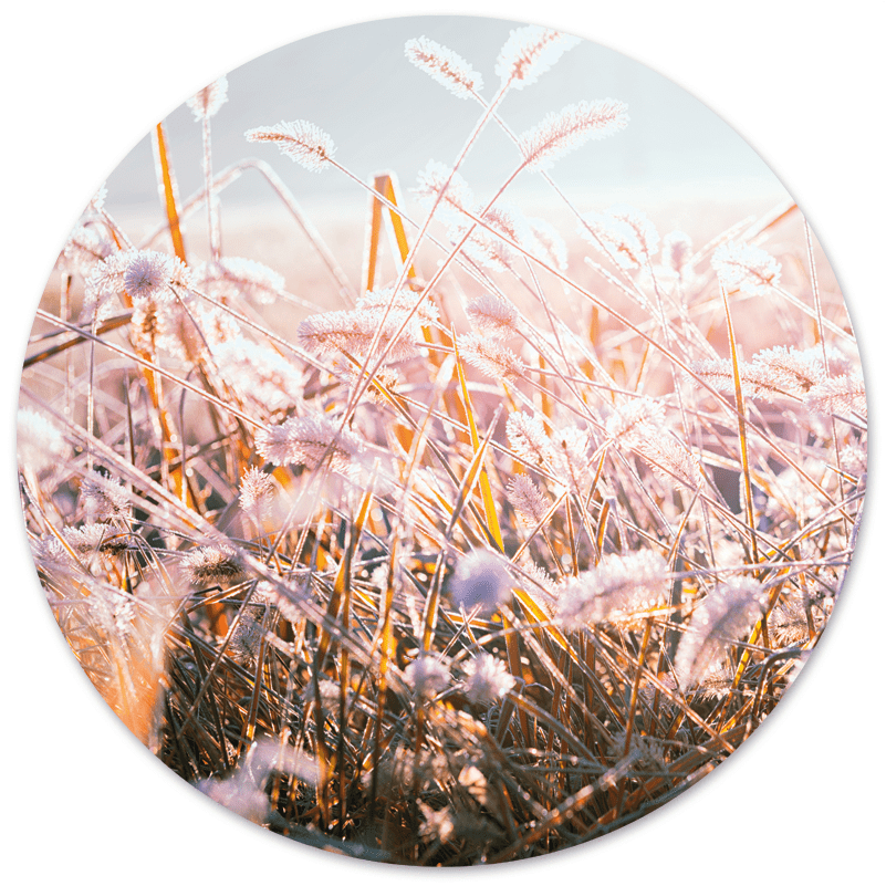 Muurcirkel winter morning flower 60 cm Dibond
