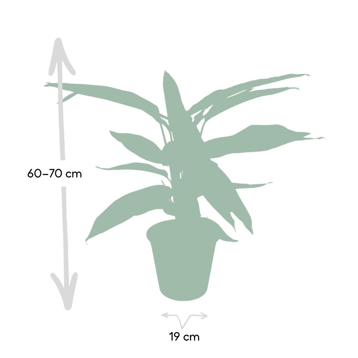 Kamerplant Calathea Triostar Ø19cm 70cm