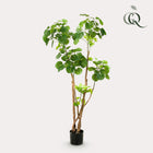 Kunstplant Polyscias Aralia 135 cm