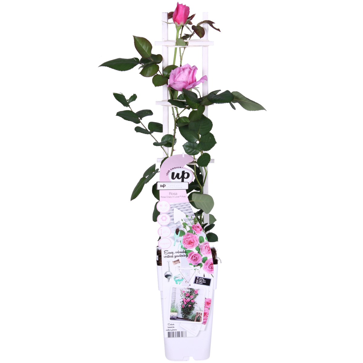 Klimroos Rosa Crazy in love Pink Ø15cm 65cm