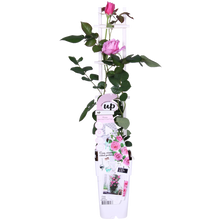 Klimroos Rosa Crazy in love Pink Ø15cm 65cm