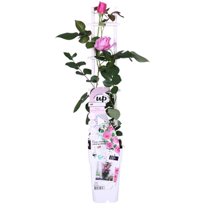Klimroos Rosa Crazy in love Pink Ø15cm 65cm