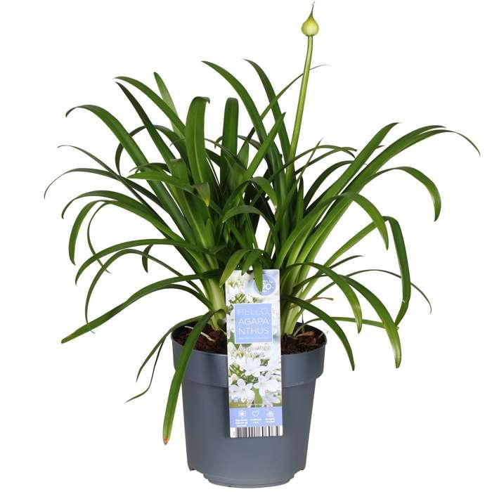 Agapanthus 'Ever White' pot Ø19cm 30cm
