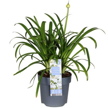 Agapanthus 'Ever White' pot Ø19cm 30cm