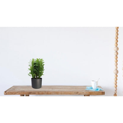 Euphorbia Trigona Ø12 cm 40 cm