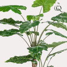 Kunstplant Alocasia 180 cm