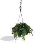 Kamerplant Parthenocissus Striatha Hang Ø15cm