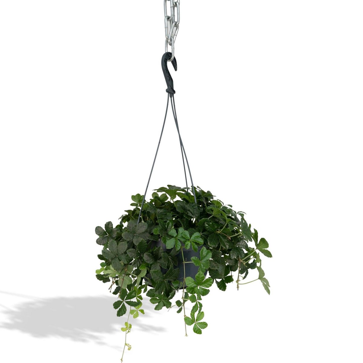 Kamerplant Parthenocissus Striatha Hang Ø15cm