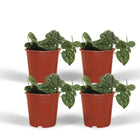 Scindapsus Pictus - 4 pieces - ø12cm - ↕15cm