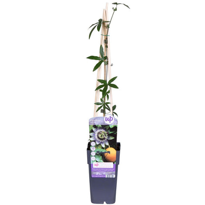 Passiflora klimplant 65 cm Ø15 cm
