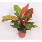 Philodendron Prince of Orange kamerplant Ø17cm 45cm