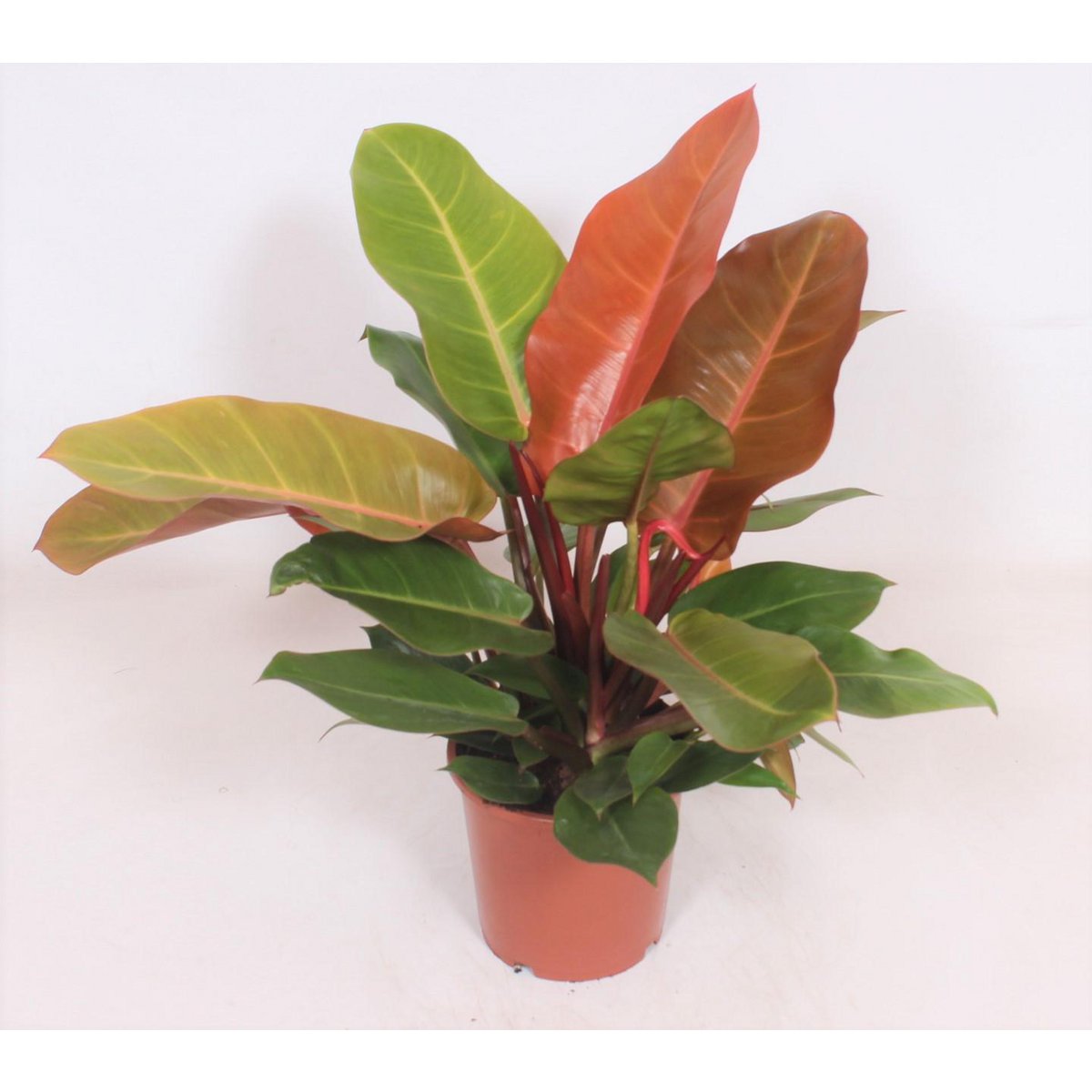 Philodendron Prince of Orange kamerplant Ø17cm 45cm