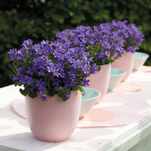 Set of 12 Purple Bellflower Plants | Groundcover