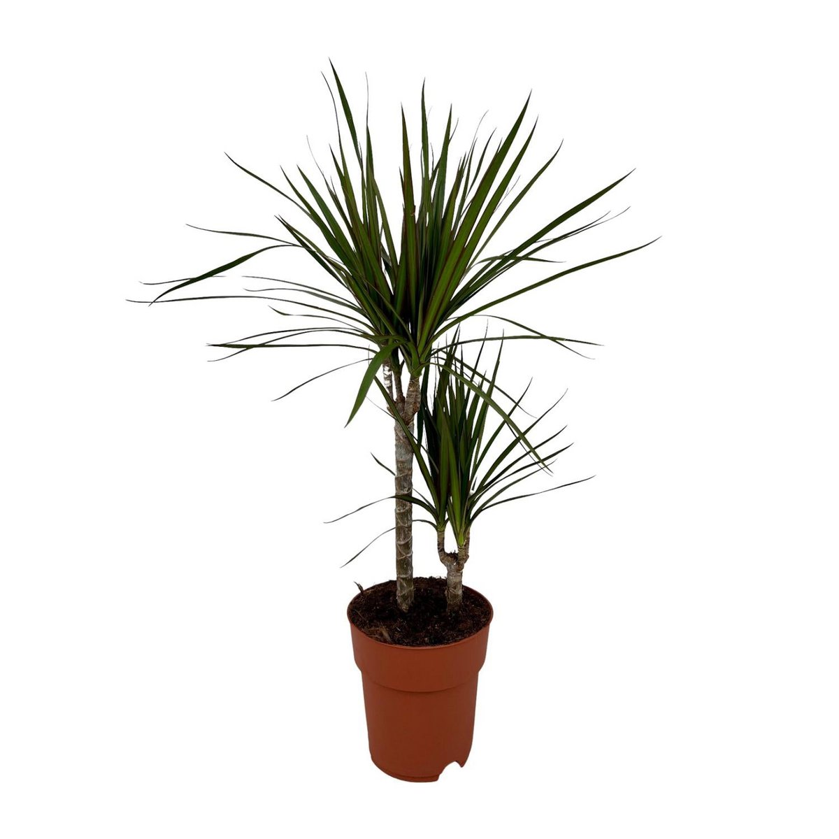 Dracaena margina bicolor - Ø19cm - ↕70cm