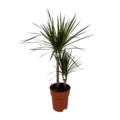 Dracaena margina bicolor - Ø19cm - ↕70cm