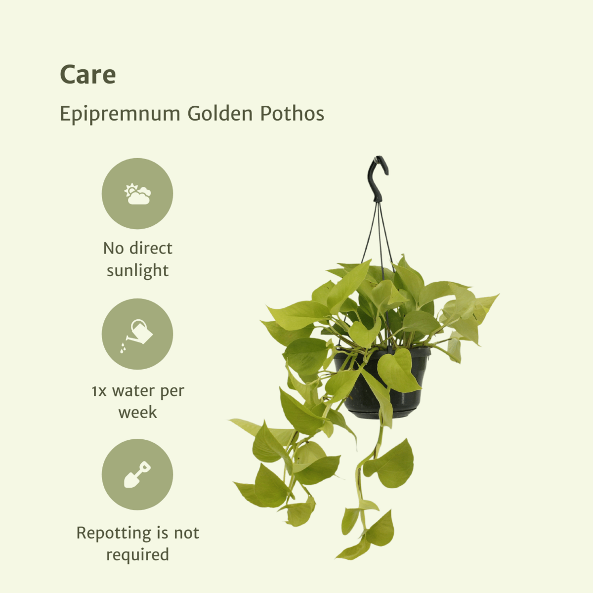 Kamerplant Epipremnum Golden Pothos 2 stuks Ø15cm