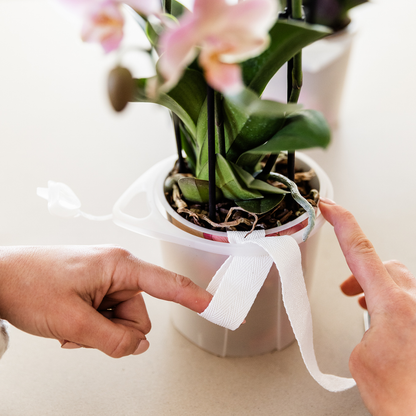 Roze Orchideeënset in Como Pot met Zelfwatergevend Systeem (2 Planten)