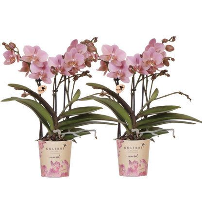 Set van 2 Oudroze Phalaenopsis Orchideeën | Bloeiende Kamerplanten Ø9cm