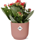 Kalanchoe Rosalina Don Justino rood met Elho pot roze 14 cm