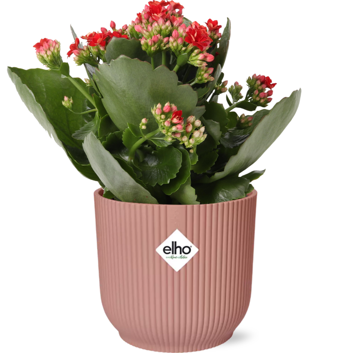 Kalanchoe Rosalina Don Justino rood met Elho pot roze 14 cm