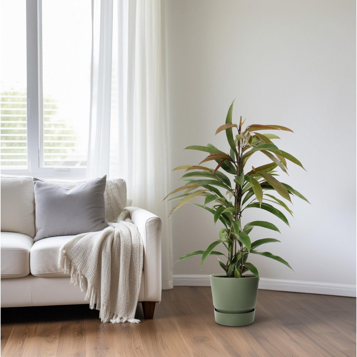 Kamerplant Ficus Binnendijkii Amstel King 70cm potmaat Ø17cm