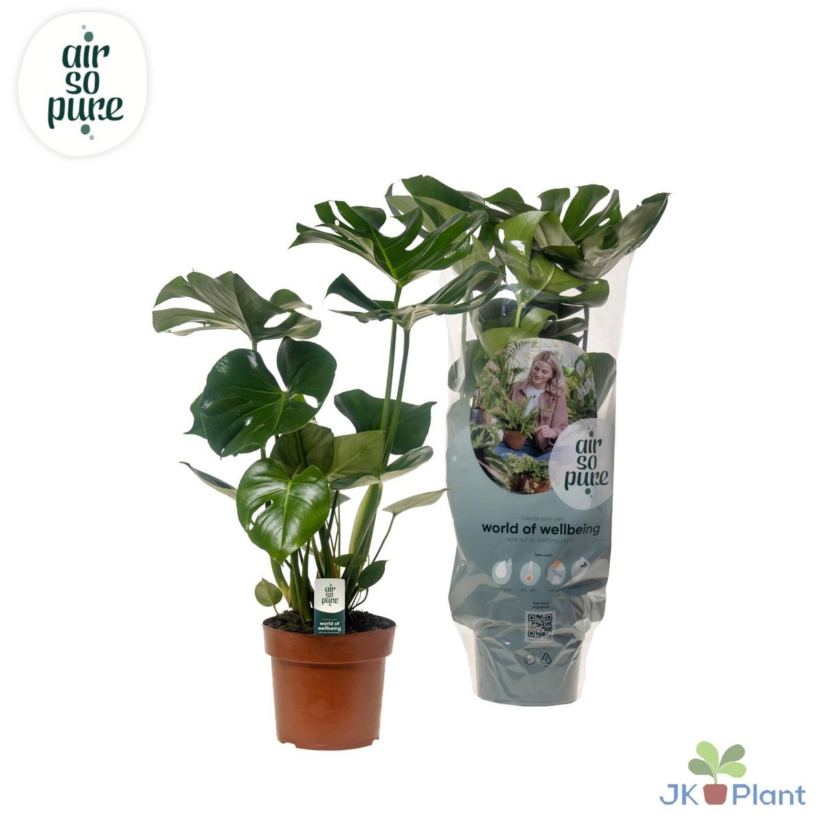 Monstera kamerplant Ø17cm ↕55 cm
