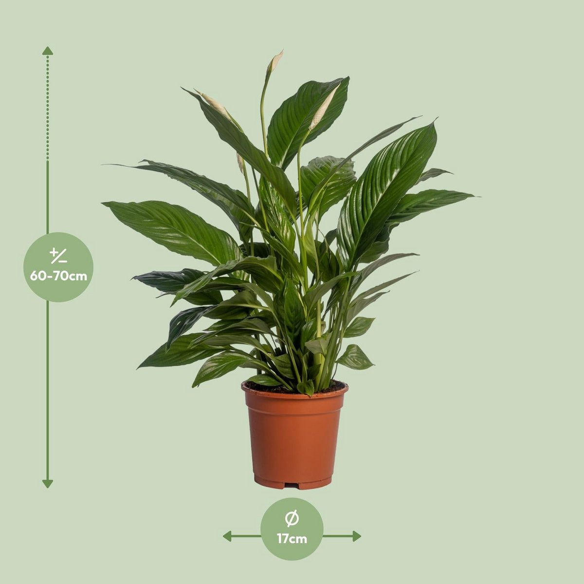 Spathiphyllum vivaldi kamerplant Ø17cm 70cm