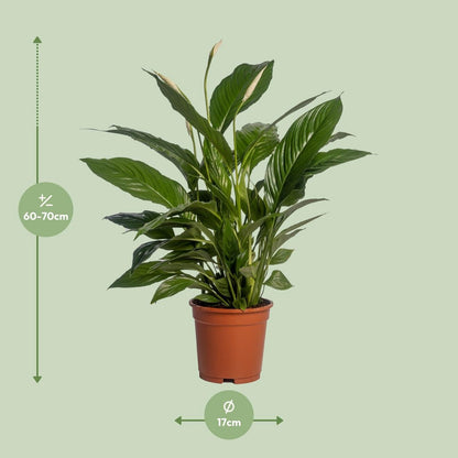Spathiphyllum vivaldi kamerplant Ø17cm 70cm