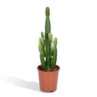 Euphorbia Acruensis cowboy cactus