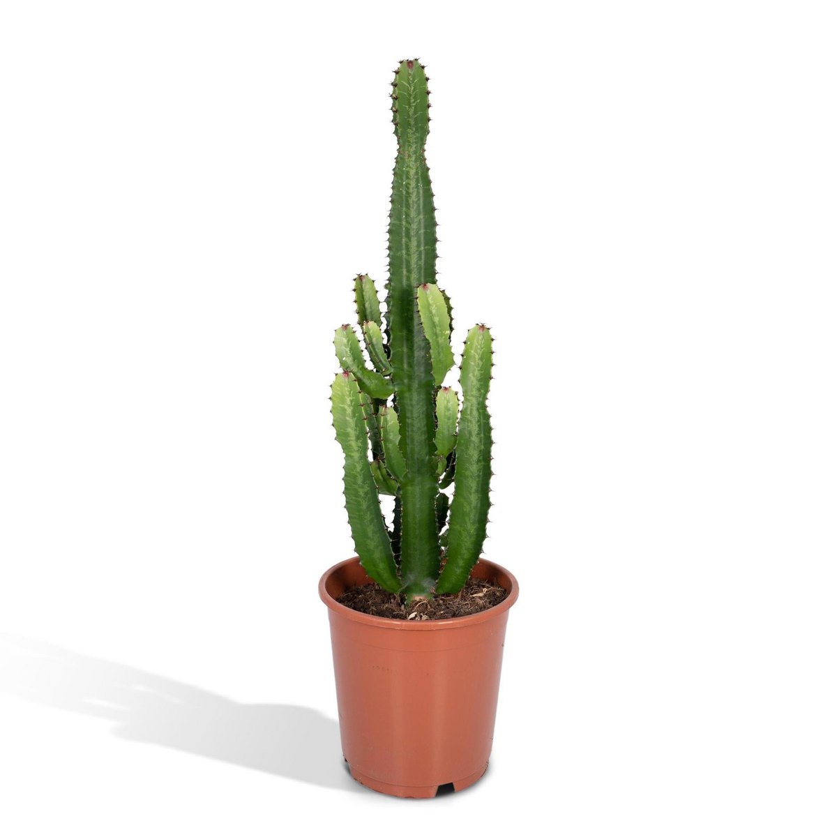 Euphorbia Acruensis cowboy cactus