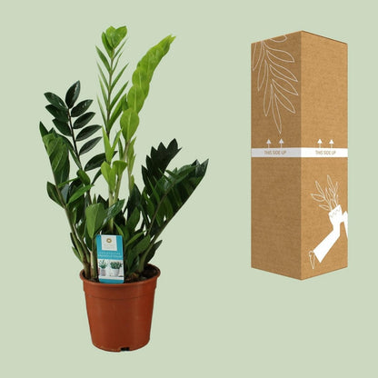 Kamerplant Zamioculcas (ZZ-plant) Ø17x65 cm