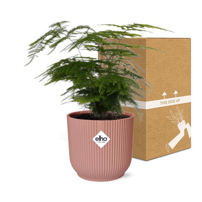 Asparagus Setaceus 'Plumosus' in ELHO Vibes Fold 14cm pink