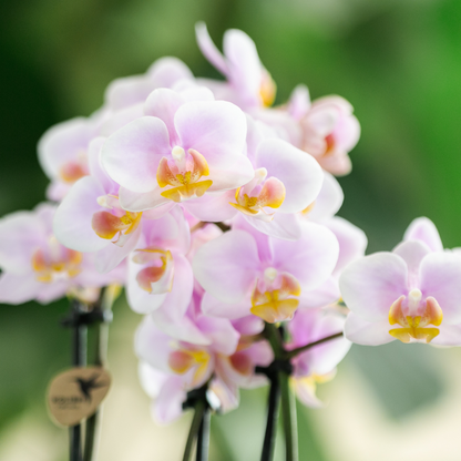Cadeauset met groene plant, roze orchidee en sierpotten op dienblad