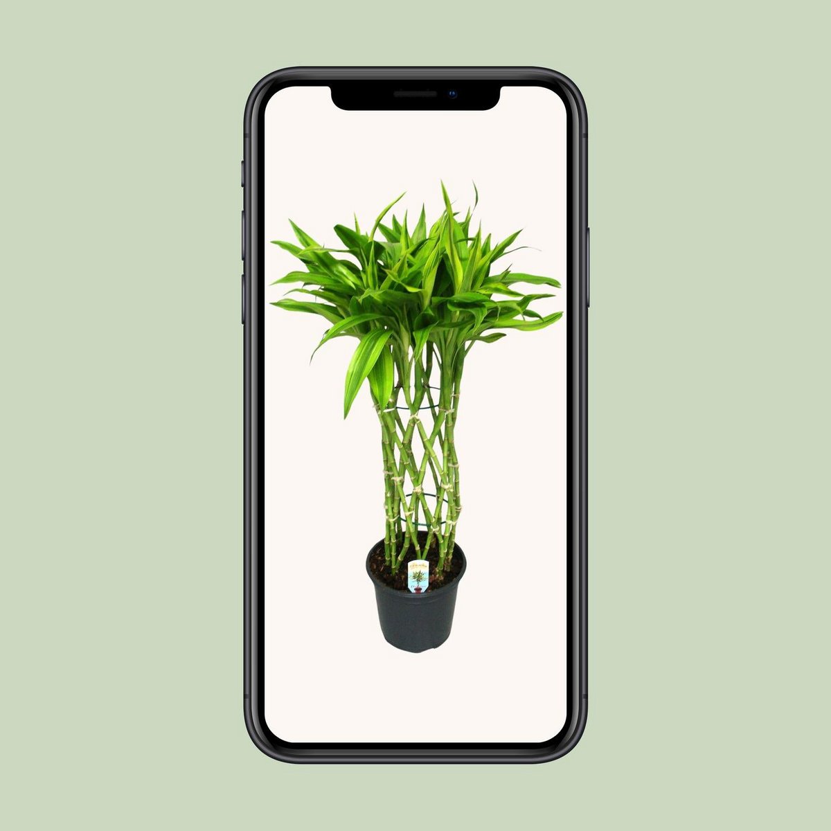 Dracaena Sandriana Gold | [P19-H70]