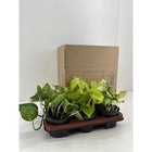 Epipremnum Mix - 6 pieces - Ø12cm - ↕15cm