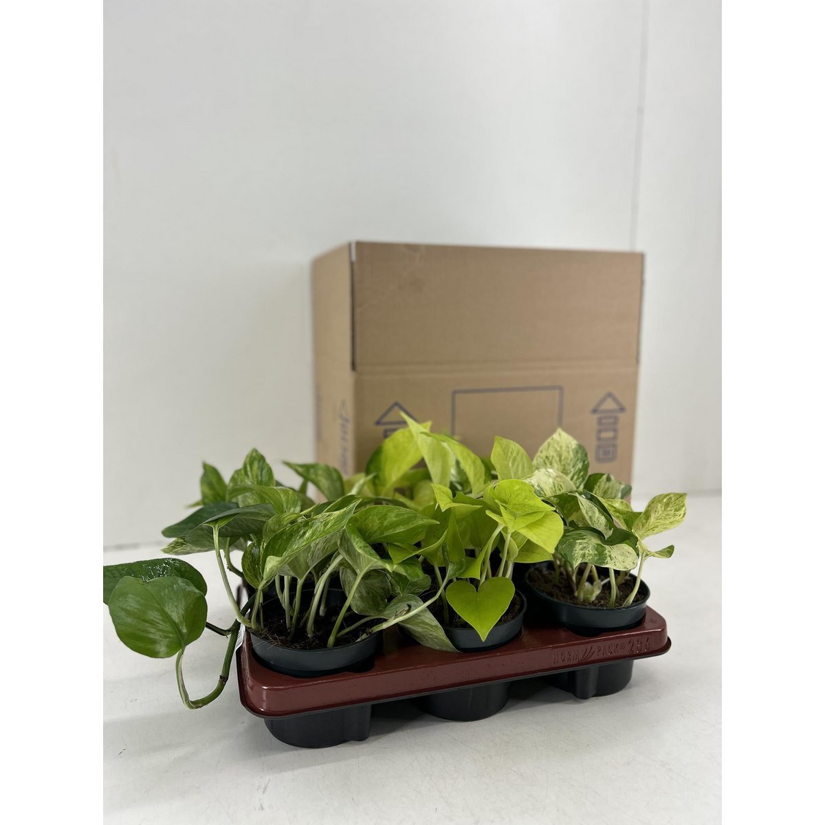 Epipremnum mix 6 stuks potmaat Ø12cm