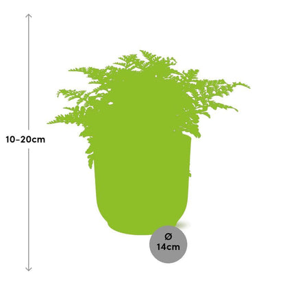 Asplenium Parvati varen 14 cm roze pot